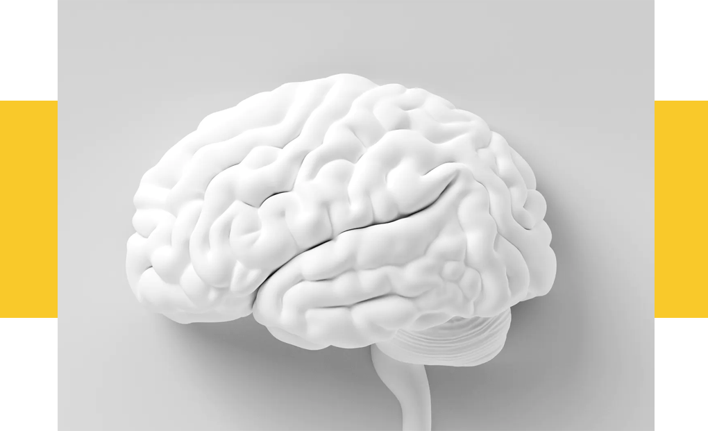 Brain Image