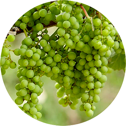 Food Image