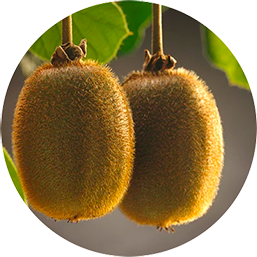 Food Image