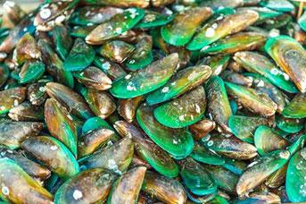 Top 10 Health Benefits of Mussels