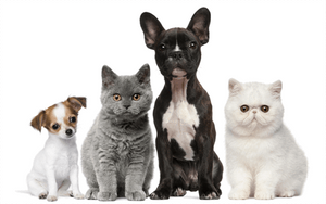 Pets