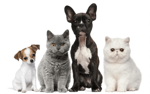 Pets